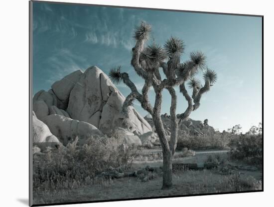 California, Joshua Tree National Park, USA-Alan Copson-Mounted Photographic Print