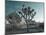 California, Joshua Tree National Park, USA-Alan Copson-Mounted Photographic Print