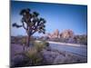 California, Joshua Tree National Park, USA-Alan Copson-Mounted Photographic Print