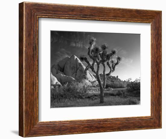 California, Joshua Tree National Park, USA-Alan Copson-Framed Photographic Print