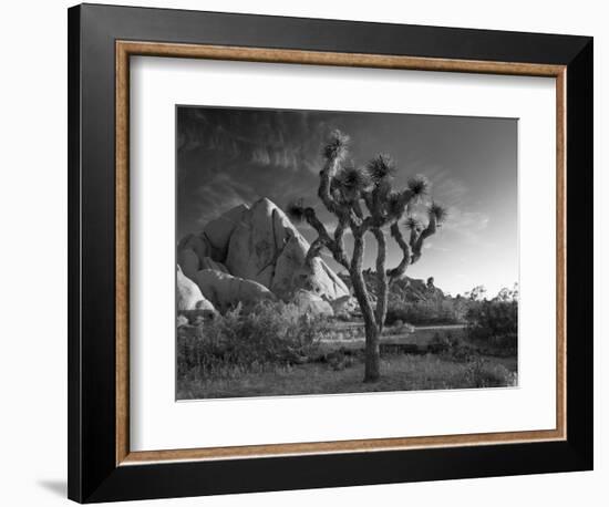 California, Joshua Tree National Park, USA-Alan Copson-Framed Photographic Print
