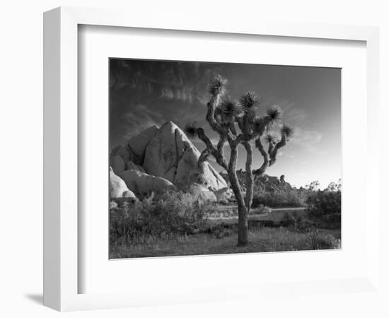 California, Joshua Tree National Park, USA-Alan Copson-Framed Photographic Print