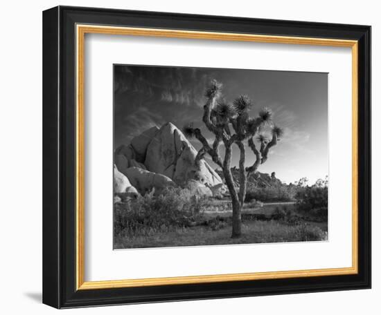 California, Joshua Tree National Park, USA-Alan Copson-Framed Photographic Print