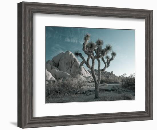 California, Joshua Tree National Park, USA-Alan Copson-Framed Photographic Print