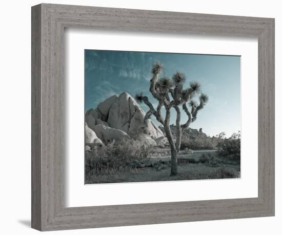 California, Joshua Tree National Park, USA-Alan Copson-Framed Photographic Print