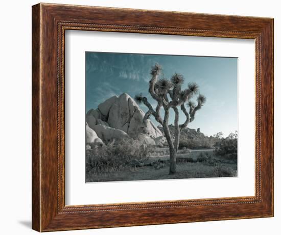 California, Joshua Tree National Park, USA-Alan Copson-Framed Photographic Print