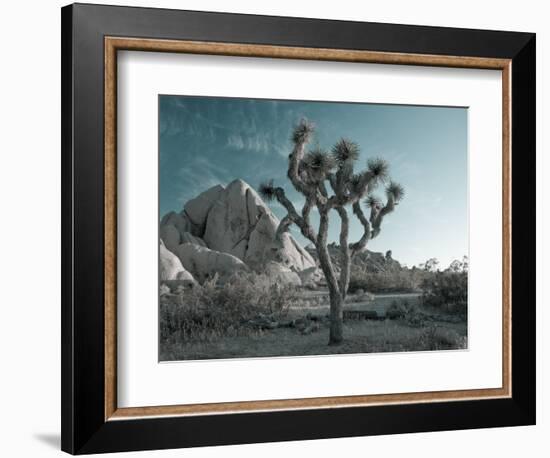 California, Joshua Tree National Park, USA-Alan Copson-Framed Photographic Print