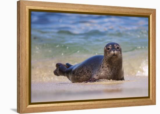 California, La Jolla. Baby Harbor Seal in Beach Water-Jaynes Gallery-Framed Premier Image Canvas