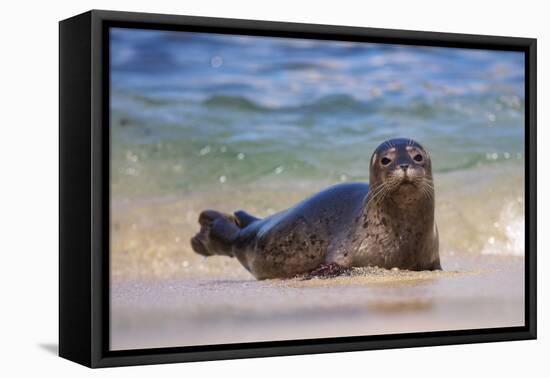 California, La Jolla. Baby Harbor Seal in Beach Water-Jaynes Gallery-Framed Premier Image Canvas