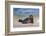 California, La Jolla. Baby Harbor Seal in Beach Water-Jaynes Gallery-Framed Photographic Print