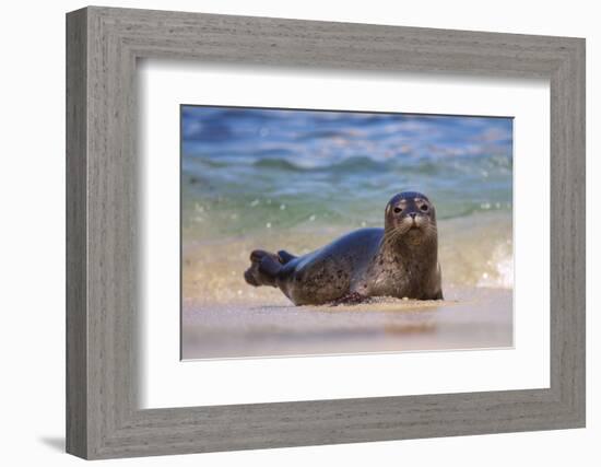 California, La Jolla. Baby Harbor Seal in Beach Water-Jaynes Gallery-Framed Photographic Print