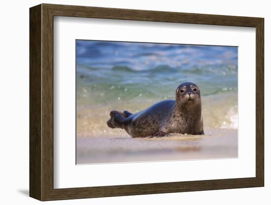 California, La Jolla. Baby Harbor Seal in Beach Water-Jaynes Gallery-Framed Photographic Print