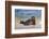 California, La Jolla. Baby Harbor Seal in Beach Water-Jaynes Gallery-Framed Photographic Print