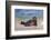 California, La Jolla. Baby Harbor Seal in Beach Water-Jaynes Gallery-Framed Photographic Print