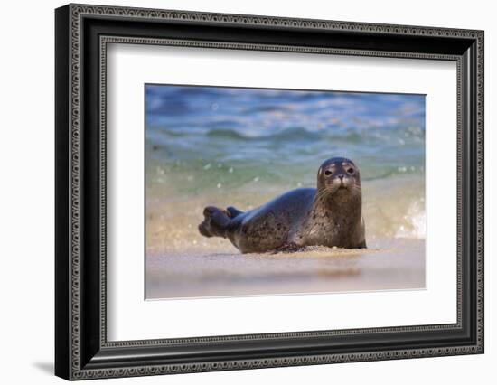 California, La Jolla. Baby Harbor Seal in Beach Water-Jaynes Gallery-Framed Photographic Print