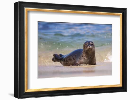 California, La Jolla. Baby Harbor Seal in Beach Water-Jaynes Gallery-Framed Photographic Print