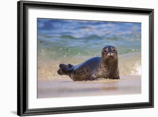 California, La Jolla. Baby Harbor Seal in Beach Water-Jaynes Gallery-Framed Photographic Print