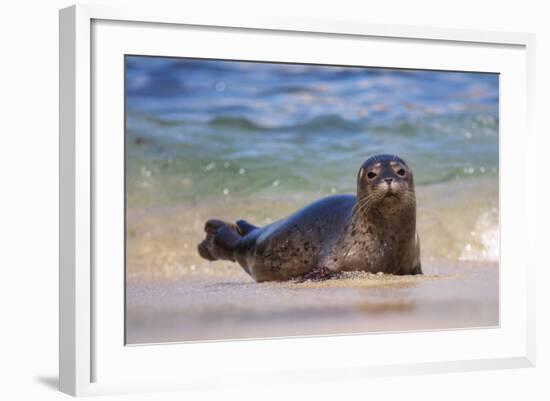 California, La Jolla. Baby Harbor Seal in Beach Water-Jaynes Gallery-Framed Photographic Print