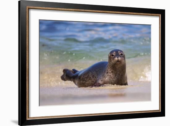 California, La Jolla. Baby Harbor Seal in Beach Water-Jaynes Gallery-Framed Photographic Print