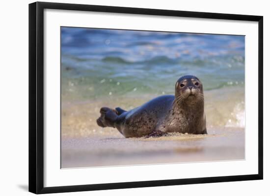 California, La Jolla. Baby Harbor Seal in Beach Water-Jaynes Gallery-Framed Photographic Print