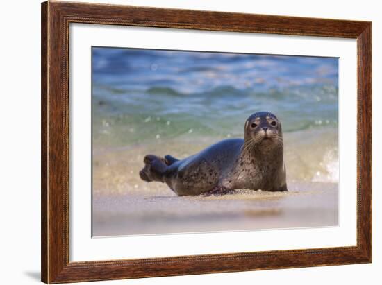 California, La Jolla. Baby Harbor Seal in Beach Water-Jaynes Gallery-Framed Photographic Print