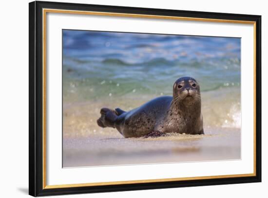 California, La Jolla. Baby Harbor Seal in Beach Water-Jaynes Gallery-Framed Photographic Print