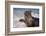 California, La Jolla. Baby Harbor Seal in Beach Water-Jaynes Gallery-Framed Photographic Print