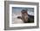 California, La Jolla. Baby Harbor Seal in Beach Water-Jaynes Gallery-Framed Photographic Print