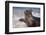 California, La Jolla. Baby Harbor Seal in Beach Water-Jaynes Gallery-Framed Photographic Print