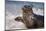 California, La Jolla. Baby Harbor Seal in Beach Water-Jaynes Gallery-Mounted Photographic Print