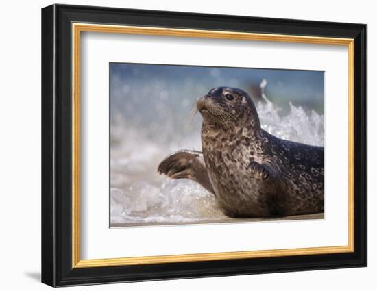 California, La Jolla. Baby Harbor Seal in Beach Water-Jaynes Gallery-Framed Photographic Print