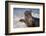 California, La Jolla. Baby Harbor Seal in Beach Water-Jaynes Gallery-Framed Photographic Print