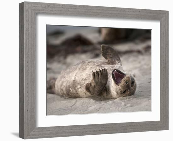 California, La Jolla. Baby Harbor Seal on Beach-Jaynes Gallery-Framed Photographic Print