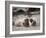 California, La Jolla. Baby Harbor Seal on Beach-Jaynes Gallery-Framed Photographic Print