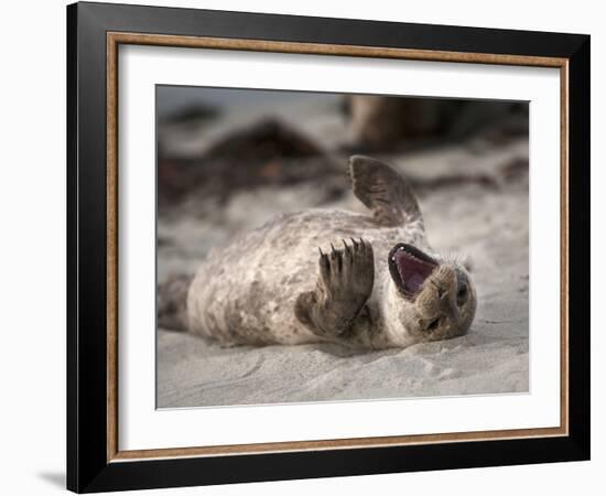 California, La Jolla. Baby Harbor Seal on Beach-Jaynes Gallery-Framed Photographic Print