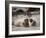 California, La Jolla. Baby Harbor Seal on Beach-Jaynes Gallery-Framed Photographic Print