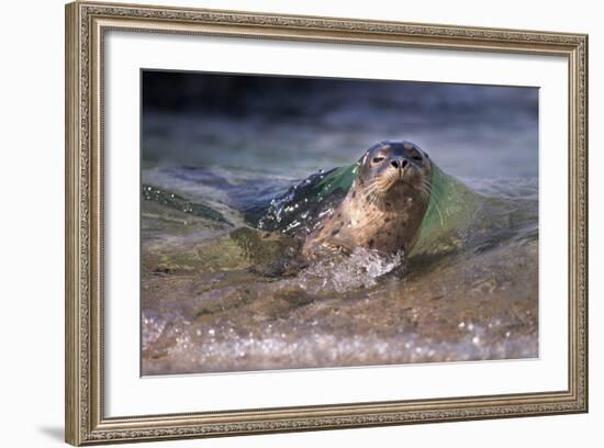 California, La Jolla. Baby Harbor Seal on Beach-Jaynes Gallery-Framed Photographic Print