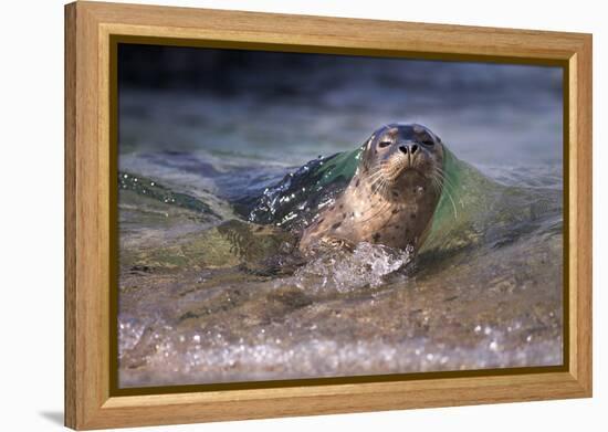 California, La Jolla. Baby Harbor Seal on Beach-Jaynes Gallery-Framed Premier Image Canvas