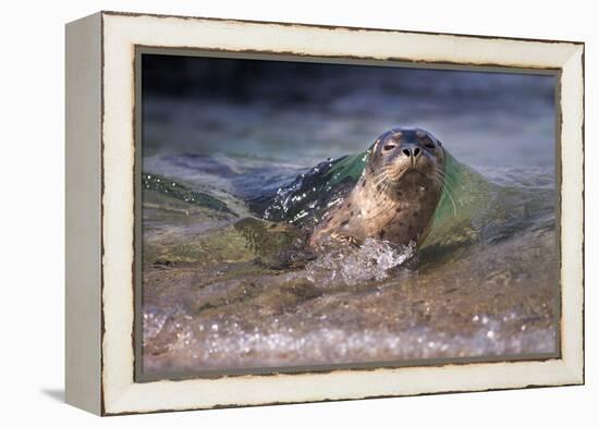 California, La Jolla. Baby Harbor Seal on Beach-Jaynes Gallery-Framed Premier Image Canvas