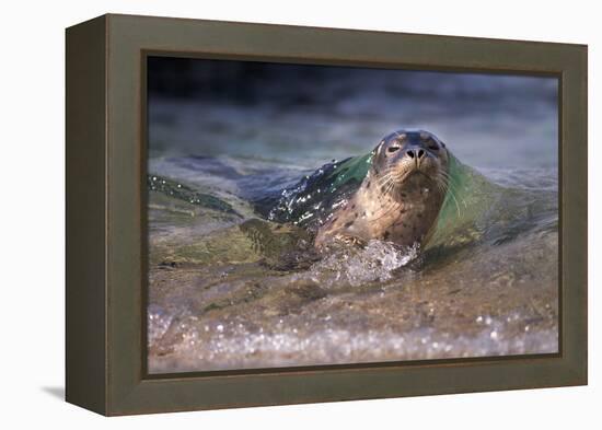 California, La Jolla. Baby Harbor Seal on Beach-Jaynes Gallery-Framed Premier Image Canvas