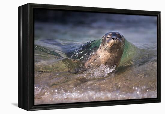 California, La Jolla. Baby Harbor Seal on Beach-Jaynes Gallery-Framed Premier Image Canvas