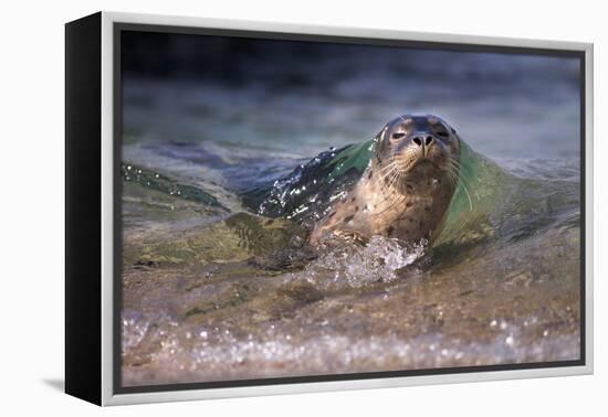 California, La Jolla. Baby Harbor Seal on Beach-Jaynes Gallery-Framed Premier Image Canvas