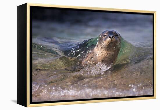 California, La Jolla. Baby Harbor Seal on Beach-Jaynes Gallery-Framed Premier Image Canvas