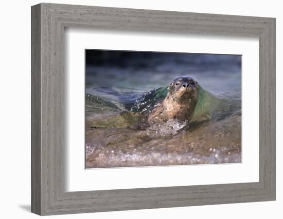 California, La Jolla. Baby Harbor Seal on Beach-Jaynes Gallery-Framed Photographic Print