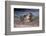 California, La Jolla. Baby Harbor Seal on Beach-Jaynes Gallery-Framed Photographic Print