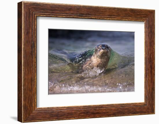 California, La Jolla. Baby Harbor Seal on Beach-Jaynes Gallery-Framed Photographic Print