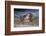 California, La Jolla. Baby Harbor Seal on Beach-Jaynes Gallery-Framed Photographic Print