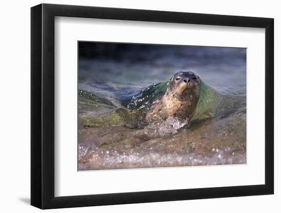 California, La Jolla. Baby Harbor Seal on Beach-Jaynes Gallery-Framed Photographic Print