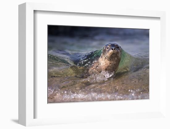 California, La Jolla. Baby Harbor Seal on Beach-Jaynes Gallery-Framed Photographic Print