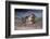 California, La Jolla. Baby Harbor Seal on Beach-Jaynes Gallery-Framed Photographic Print